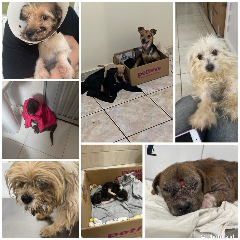 imagem da vaquinha Ajude os nossos resgatados 