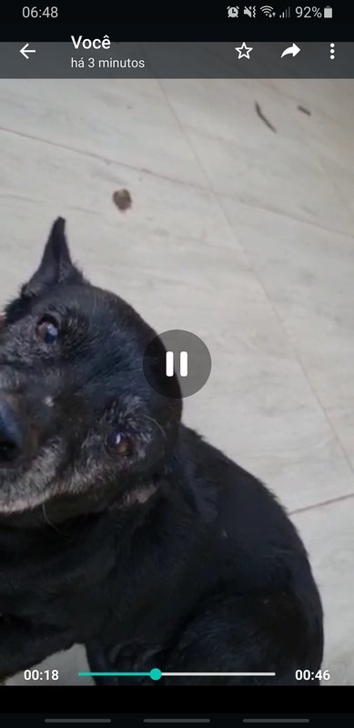 Cachorrinha idosa 