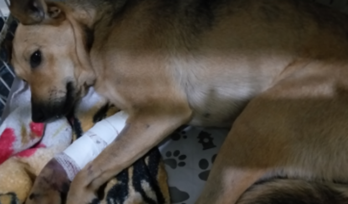 Ajuda para cirurgia da Mocinha