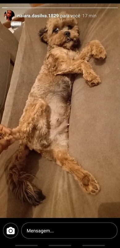Cachorrinha com dona atropelada 
