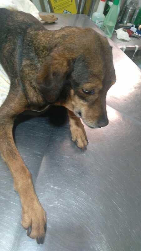 Cachorrinha com anemia 