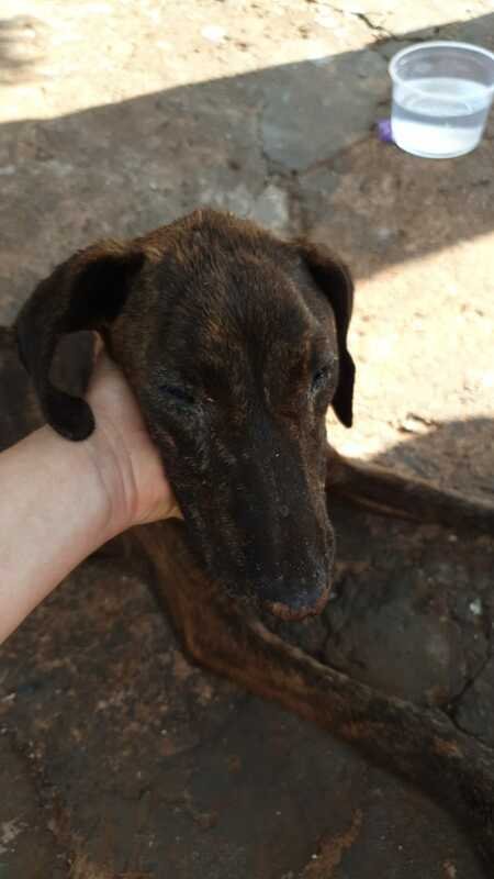 Cachorra com infecção 