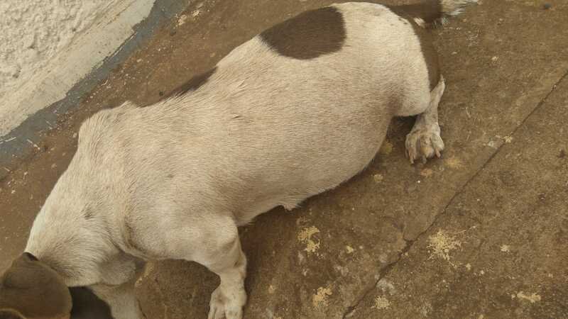 Cachorrinha gravidez de risco 