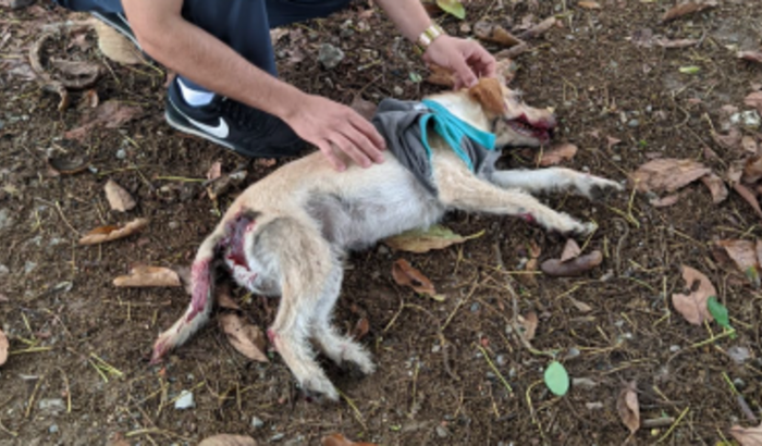 SOCORRO PARA CIRURGIA DO "PELUDINHO"