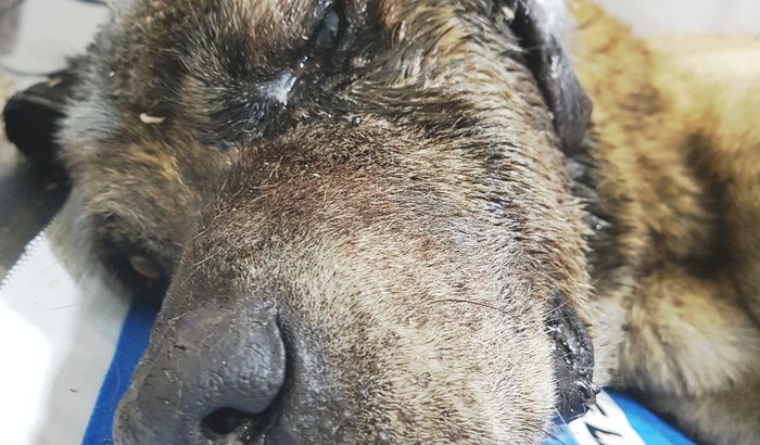 Ajuda para o Tigrão!!!