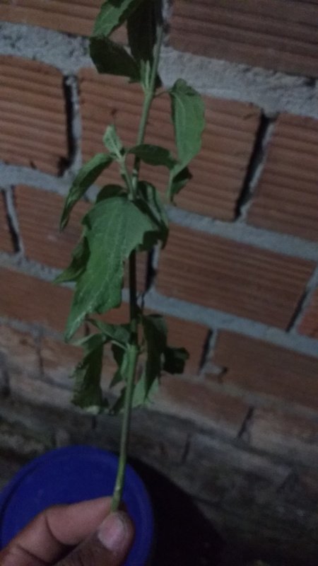 imagem da vaquinha Ajudar seu Antônio a terminar sua casa