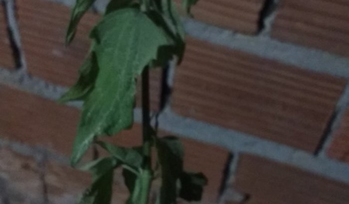 Ajudar seu Antônio a terminar sua casa