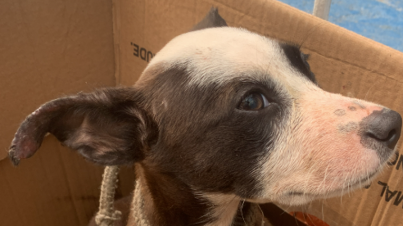 imagem da vaquinha AJUDA PARA CACHORRINHO RESGATADO