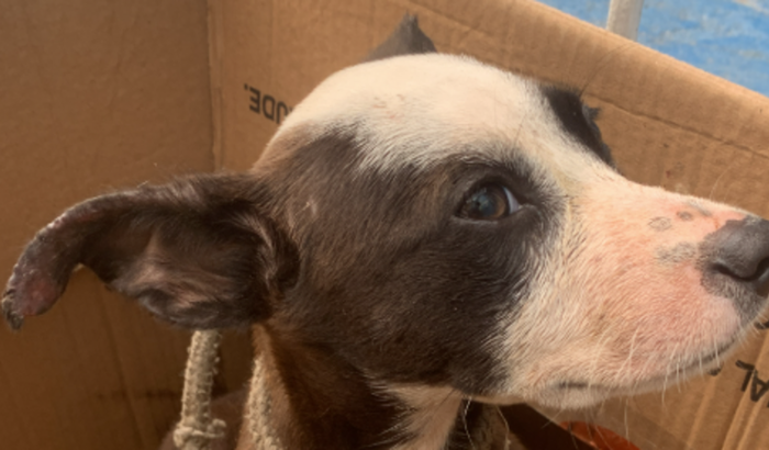 AJUDA PARA CACHORRINHO RESGATADO