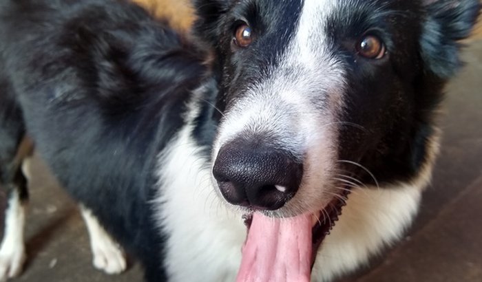 Tratamento de leishmaniose do Hércules