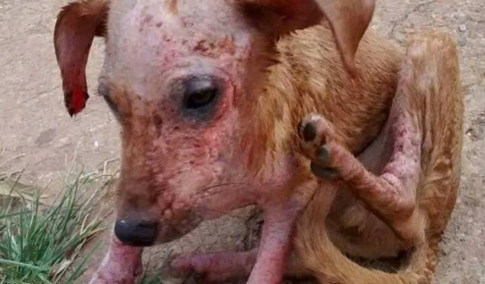 Animais de Gyn precisam de ajuda!