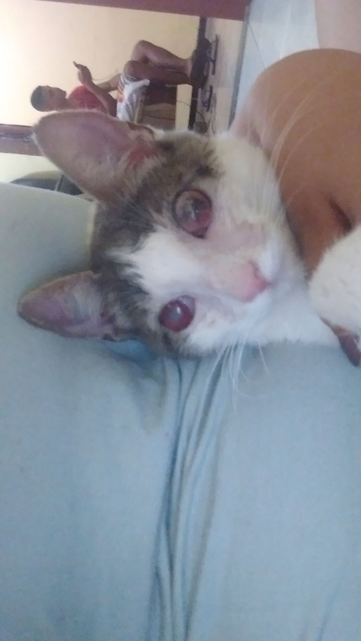 imagem da vaquinha Ajude o Vitório a não sentir mais dor