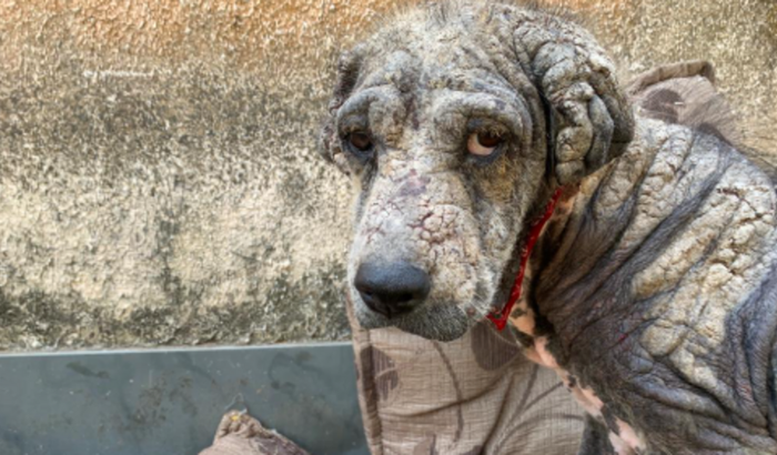 A história do" Cão Pedra" CONCRETO