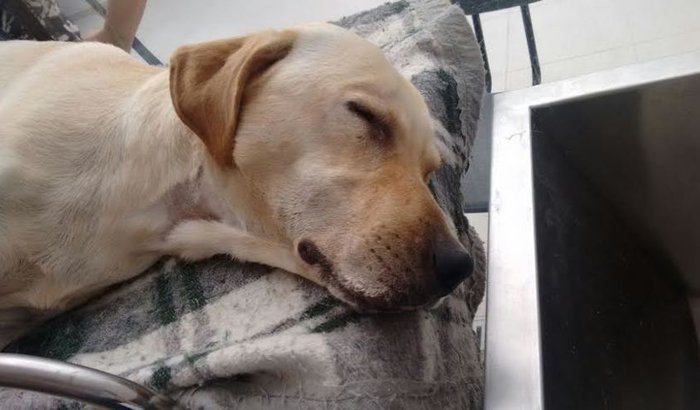 Labrador com Cinomose, #AjudemOTchu