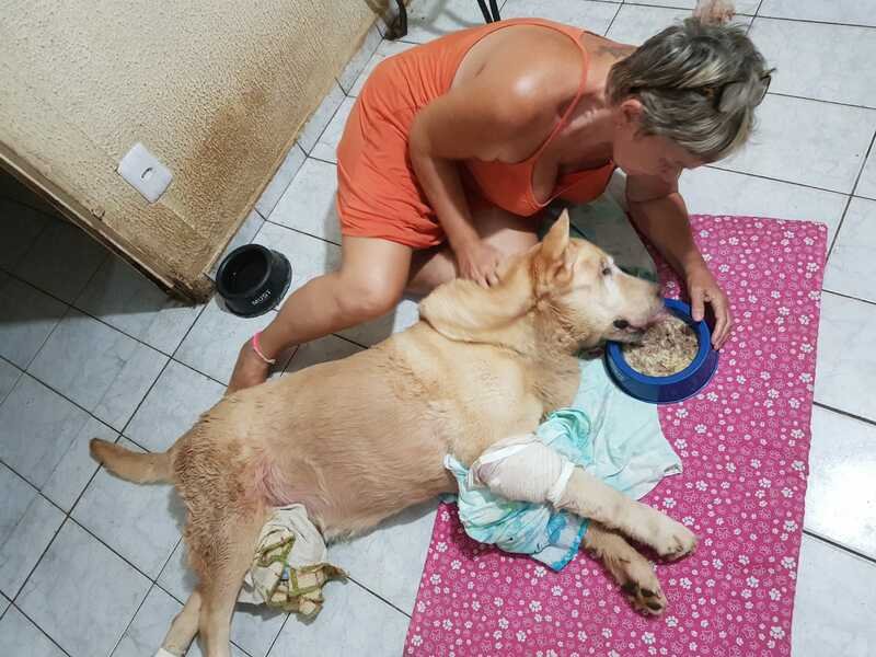 imagem da vaquinha Ajudem a Salvar a Cristal
