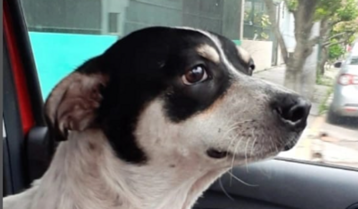 AJUDA PARA CACHORRO DE RUA