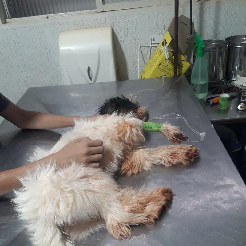 Ajuda externa para cachorro com parvo