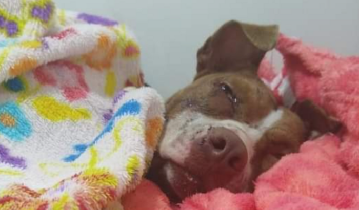 Ajuda para a Shakira