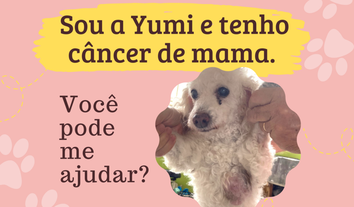 Cirurgia da cachorrinha Yumi - câncer de mama