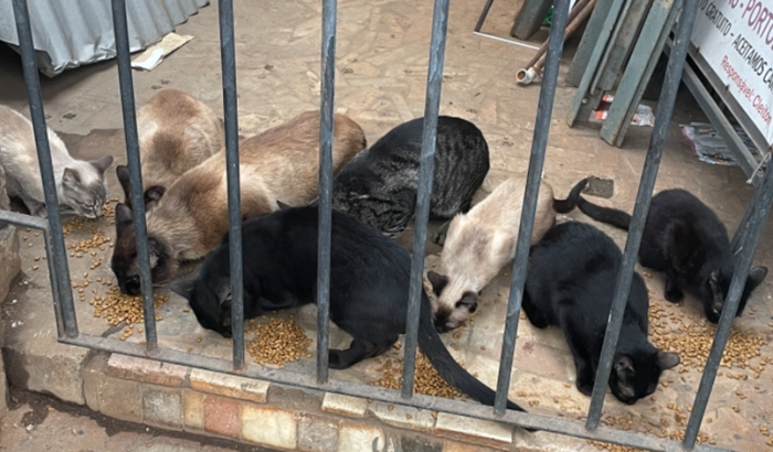 CASTRAÇÃO DE GATOS