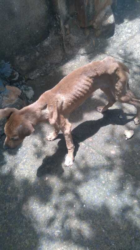 Cachorro debilitado