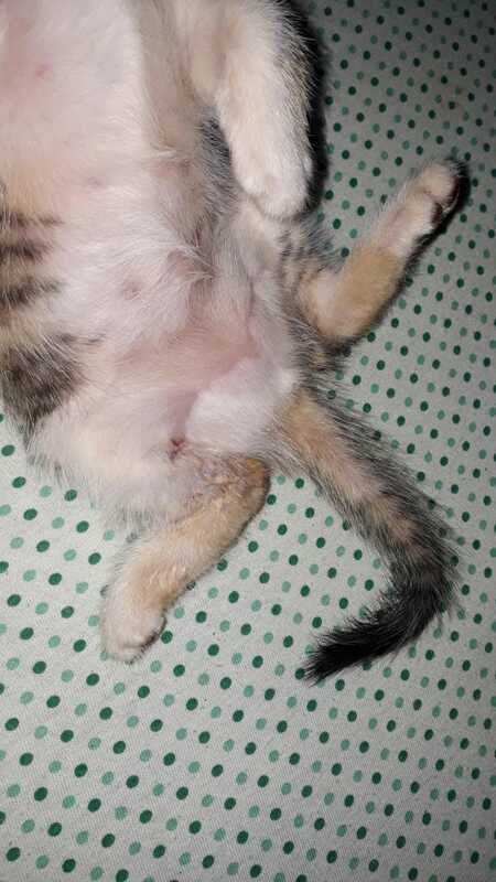 Gatinhos abandonados