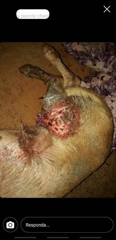 Cachorro com dono ferido 