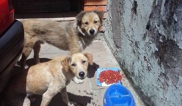 PAGAMENTO DE SALDO EM CLÍNICA VETERINÁRIA PARA PARA CASAL DE CÃES COM CINOMOSE