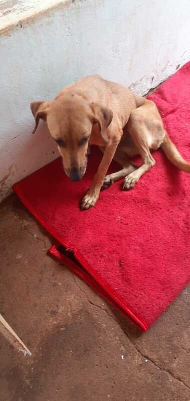 Cachorro com anemia e infecção Renal