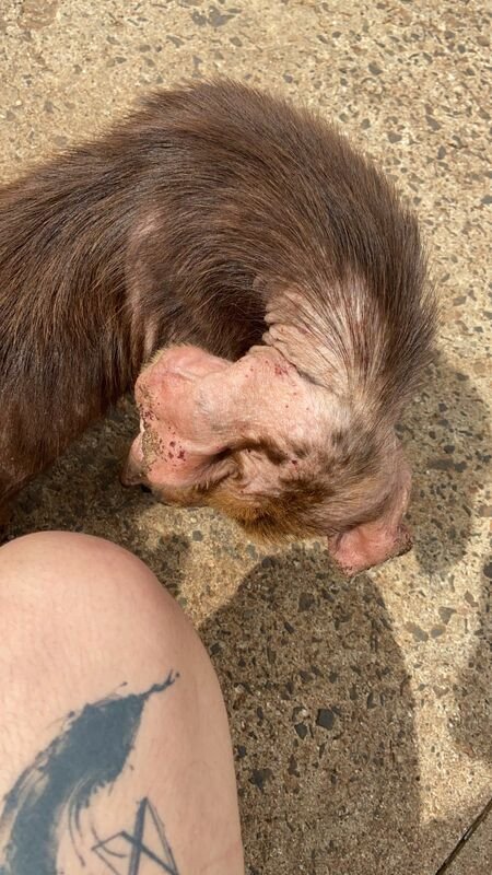 Cachorra com sarna avançada 