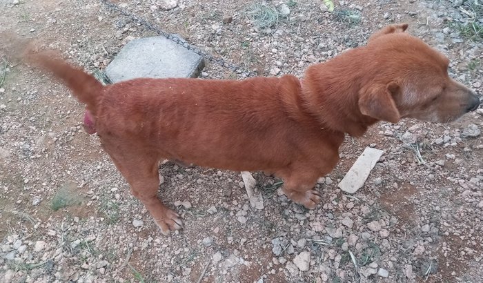 Ajuda para faze o tratamento do meu cachorro Caramelo