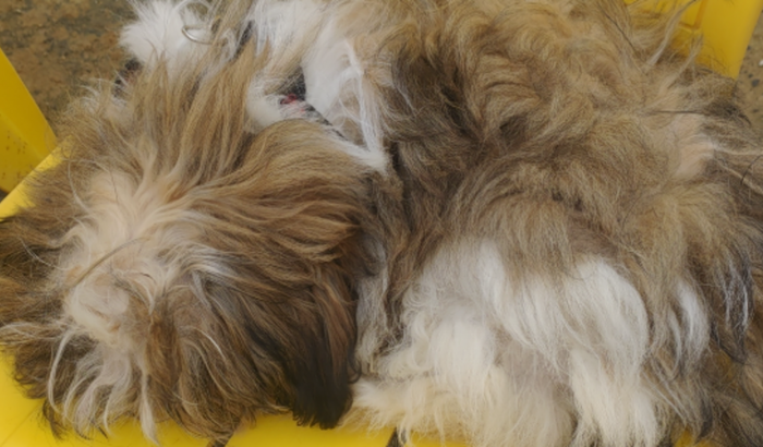 Ajuda para pagar a diária do Hospital da Luli Cachorrinha Internada