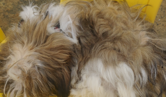 Ajuda para pagar Internação da Luli Cachorrinha
