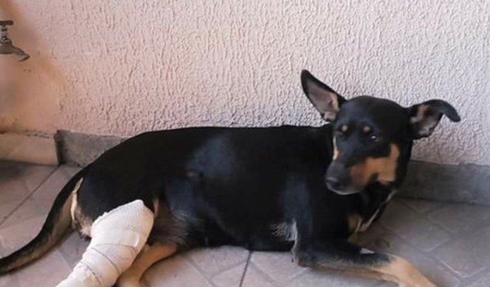 Ajuda para uma cirurgia ( Cachorrinha atropelada)