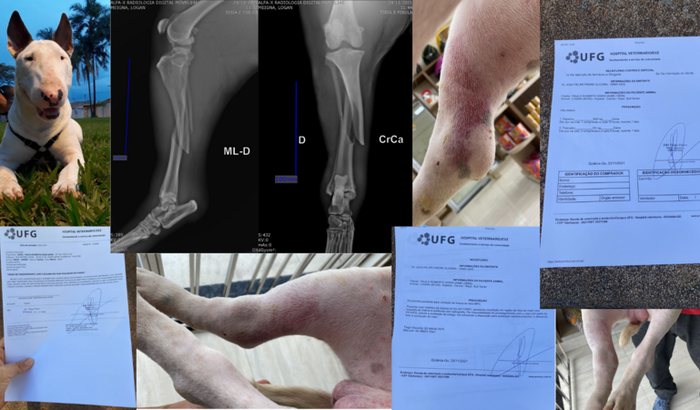 Ajuda para fazer cirurgia de fratura de tibia MDP em cachorro.