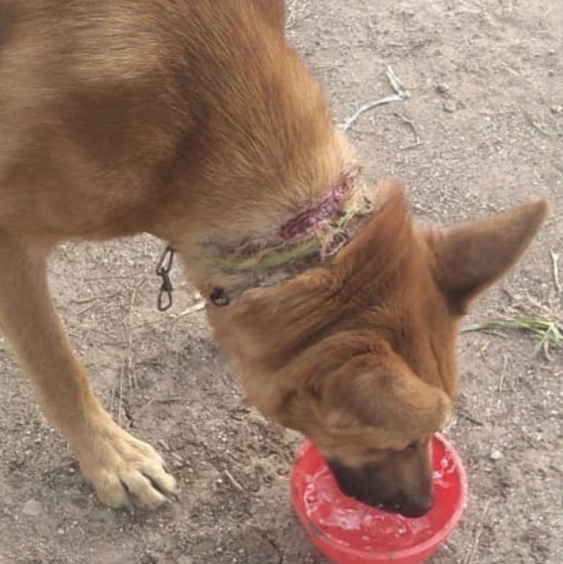 imagem da vaquinha ❗️❗️❗️AJUDE A SALVAR A VIDA DO BENJAMIN QUE FOI ABANDONADO COM A CORRENTE DENTRO DO PESCOÇO❗️❗️❗️