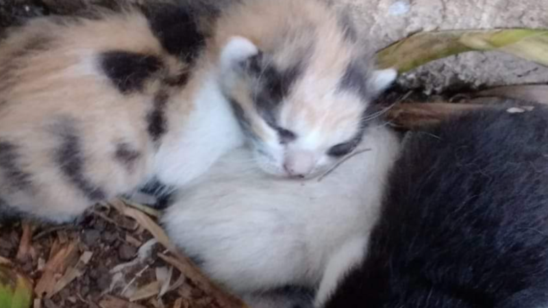 Caridade à animais carentes da rua
