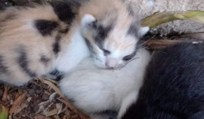 Caridade à animais carentes da rua