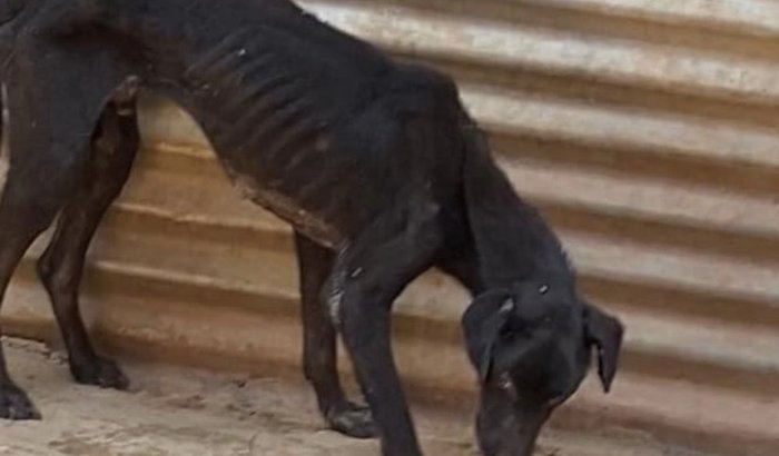 Ajuda para os animais resgatados no Focinho Carente 