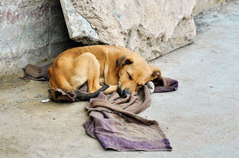 Ajuda aos animais abandonados