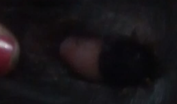 Preciso de 500 reais para operar o olho da minha cachorrinha, ela tem 5 anos .