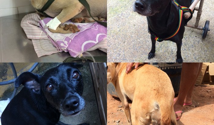 Ajuda para Pretinha e Belinha