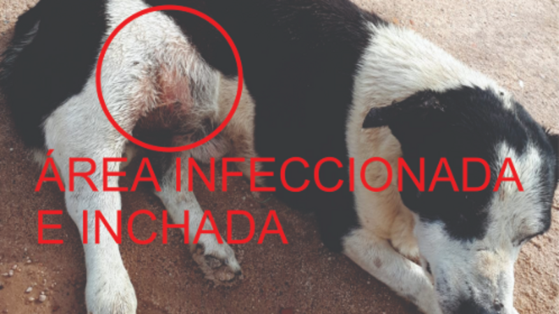 Ajudem o cãozinho THOR