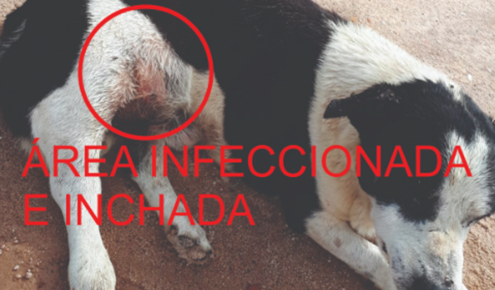 Ajudem o cãozinho THOR