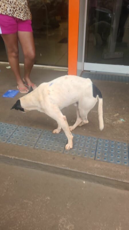 Cachorro atropelado 