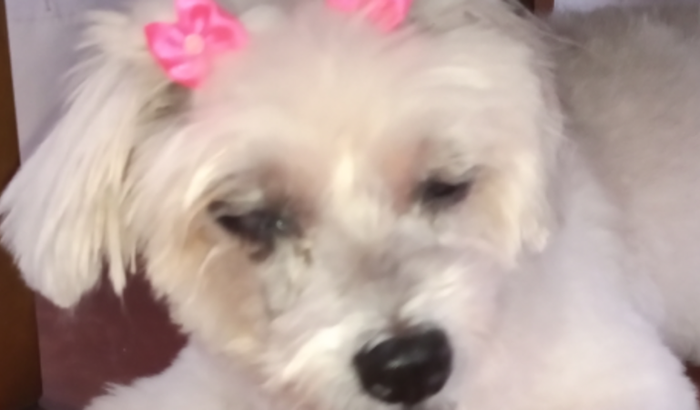 Cirurgia da Clarinha (pet)