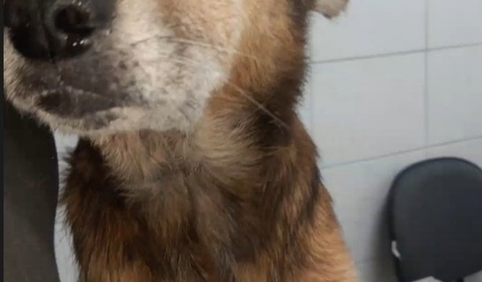 Castração e retirada de 7 tumores