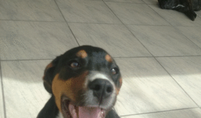 Ajuda para internar o cãozinho Tucca