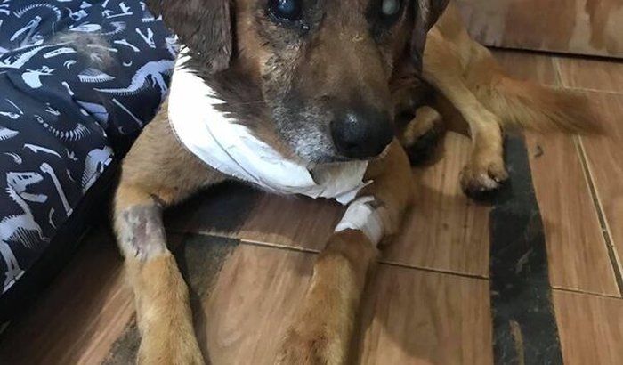 Ajuda para manter meus animais que resgatei da rua  e tem 2 cegos cegos 