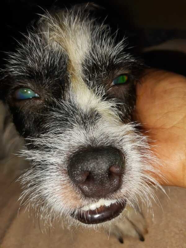 Cachorra com erliquiose 